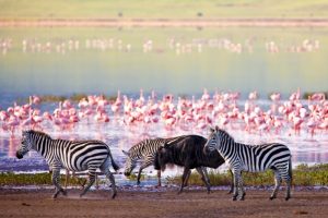 lake manyara safari tanzania