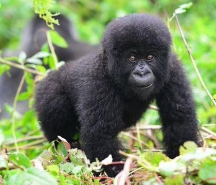 gorilla trekking tours