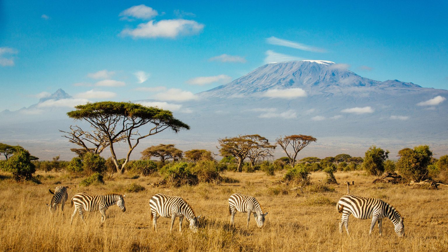 Zebras-in-Amboseli-National-Park-Mount-Kilimanjaro-in-southern-Kenya