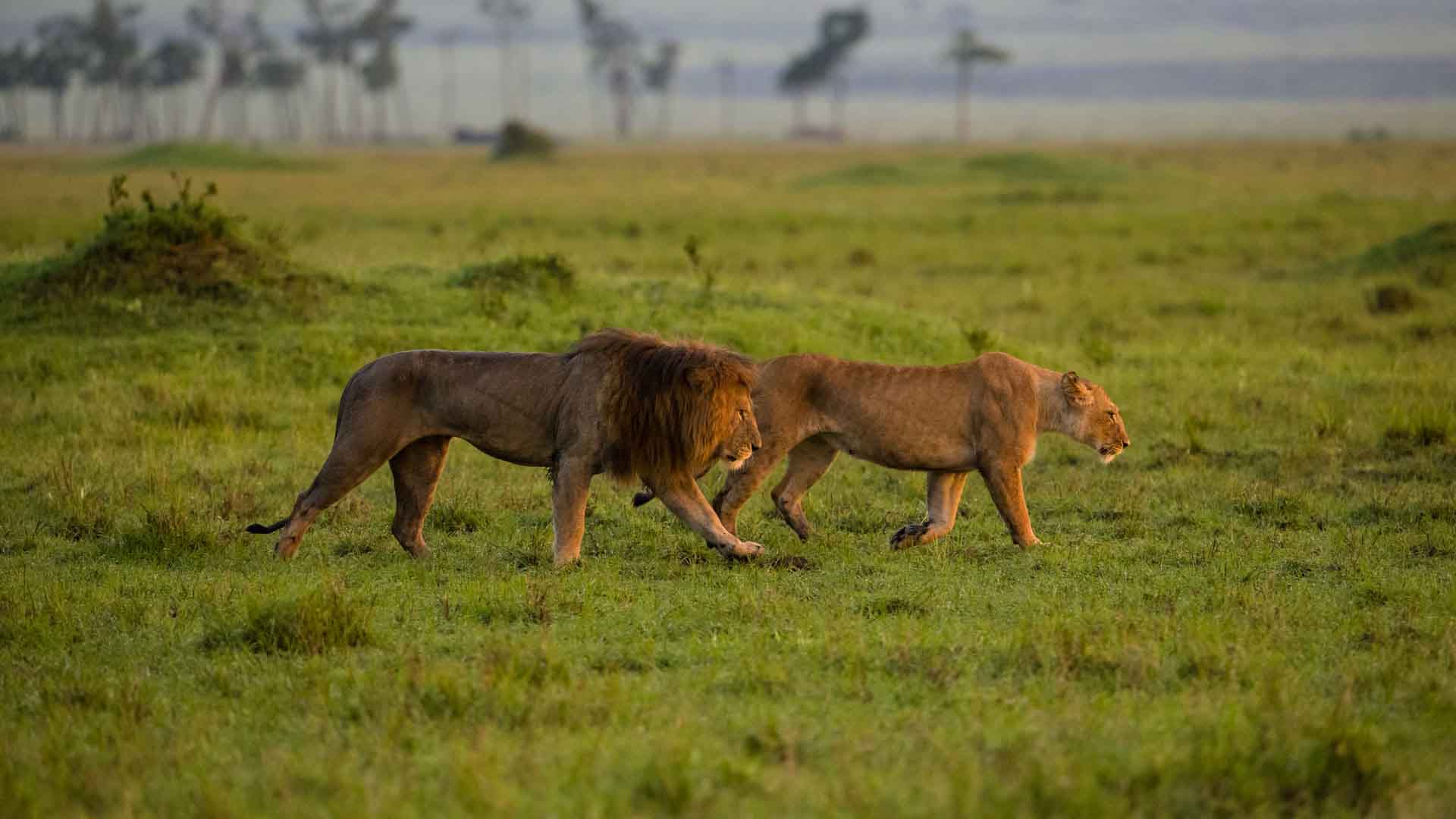 Masai mara Safari 3 Days