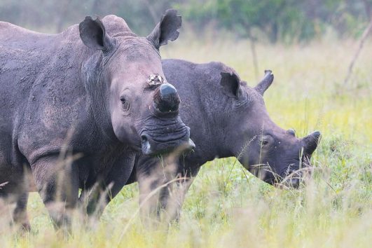 Akagera National Park safari