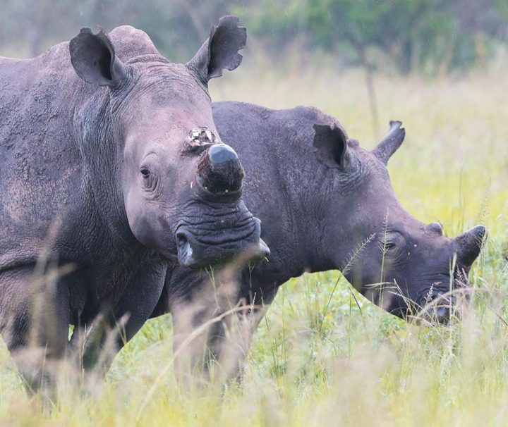 Akagera National Park safari