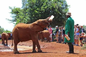 giraffe center and Elephant orphanage