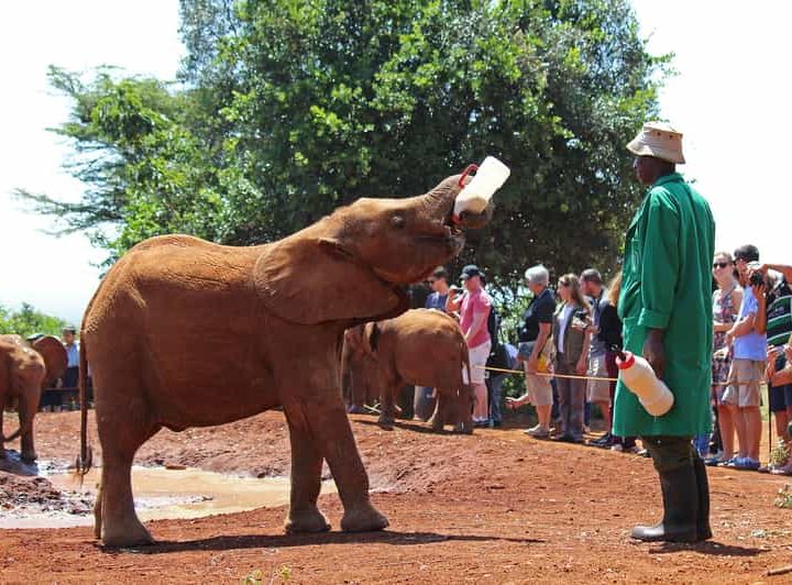 giraffe center and Elephant orphanage