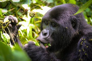 Gorilla Trekking Rwanda