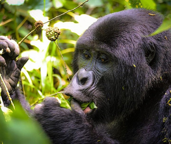 Gorilla Trekking Rwanda