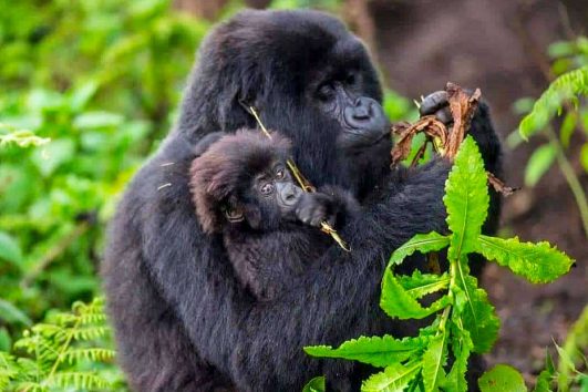 Gorilla Trekking Rwanda