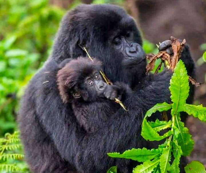 Gorilla Trekking Rwanda