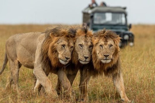 Serengeti safari