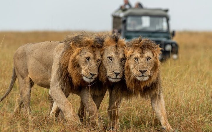 Serengeti safari