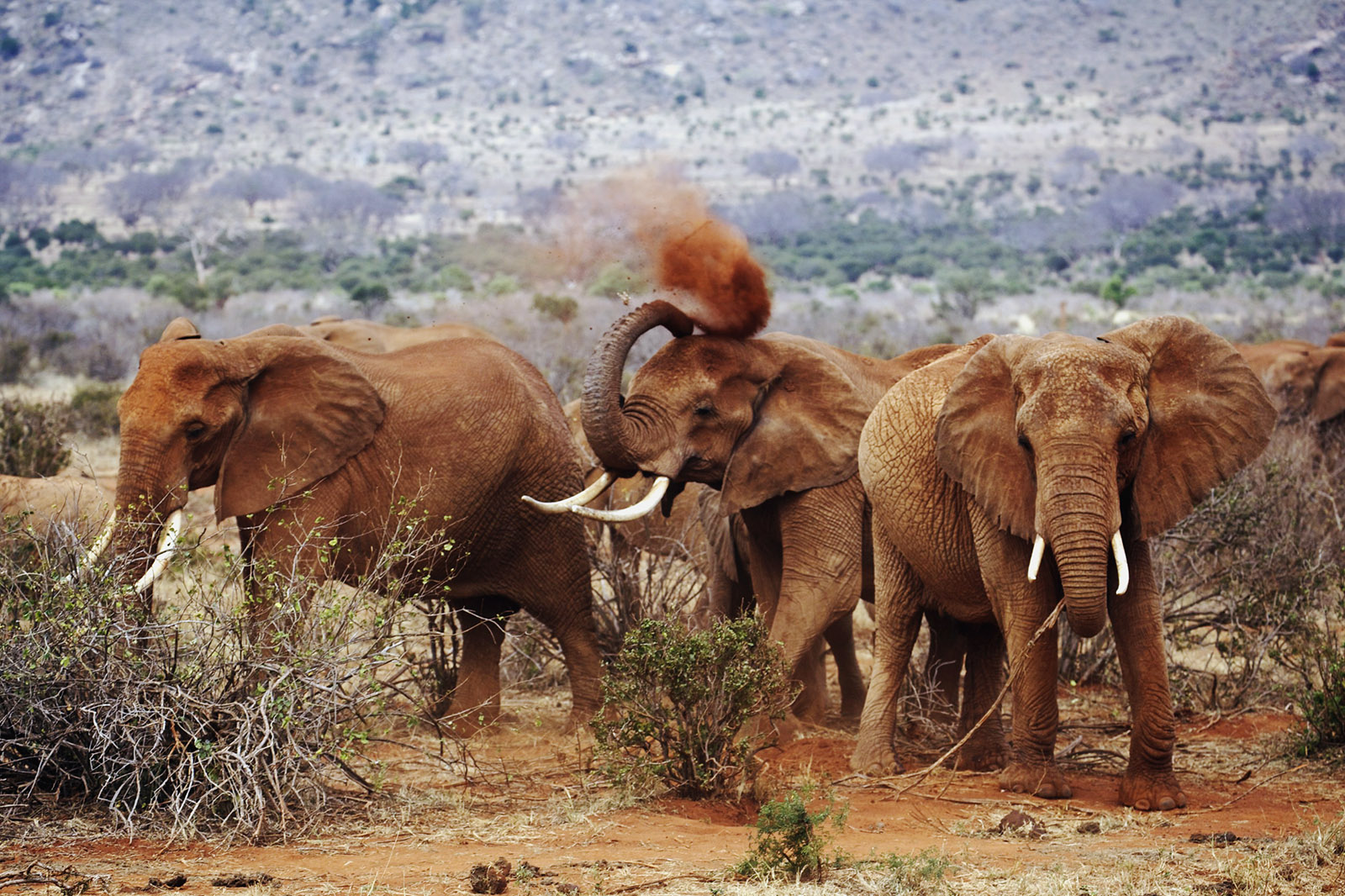 Tsavo West, Tsavo East And Amboseli Safari