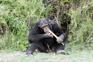 Ol Pejeta Chimpanzee