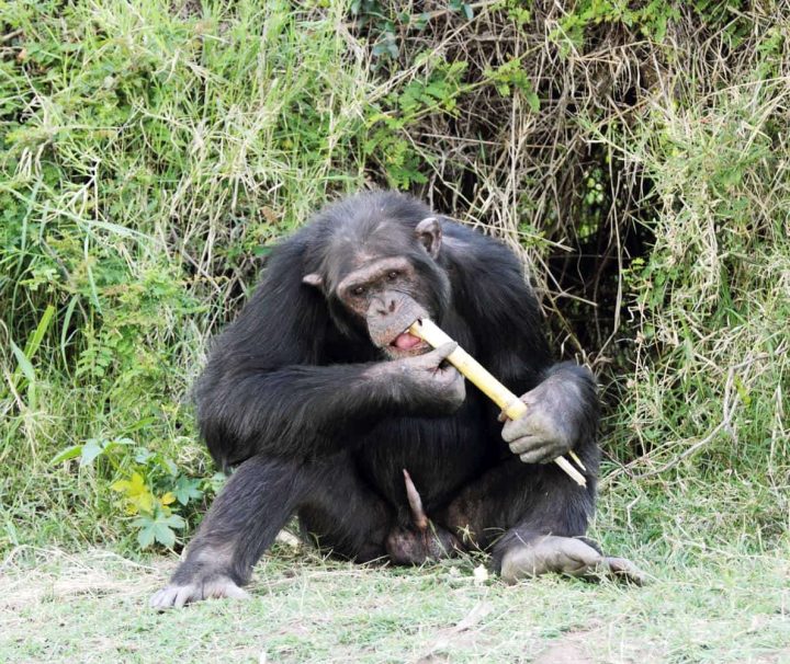 Ol Pejeta Chimpanzee