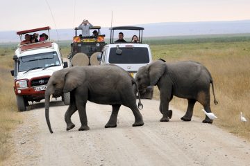 Amboseli Safari