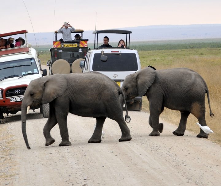 Amboseli Safari