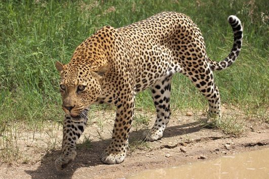 Tsavo East Safari