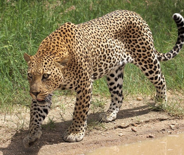 Tsavo East Safari