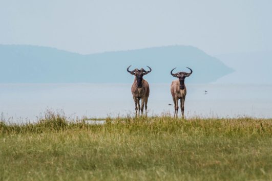 Lake manyara safari