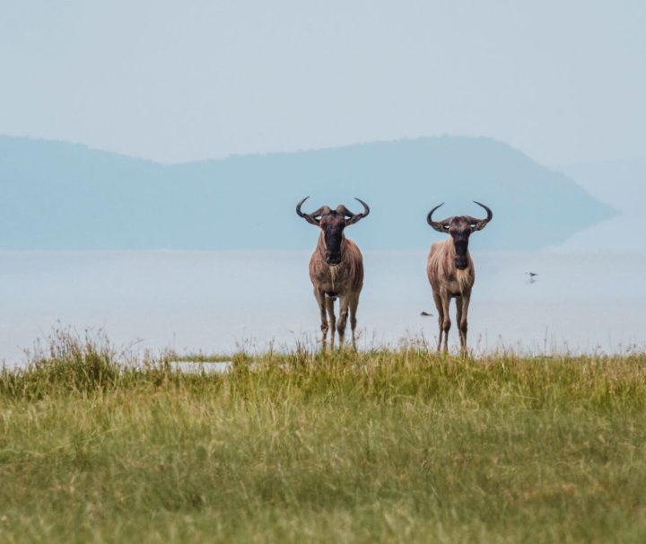 Lake manyara safari