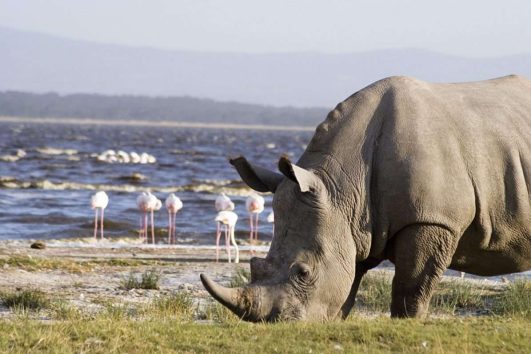 Lake Nakuru Safari