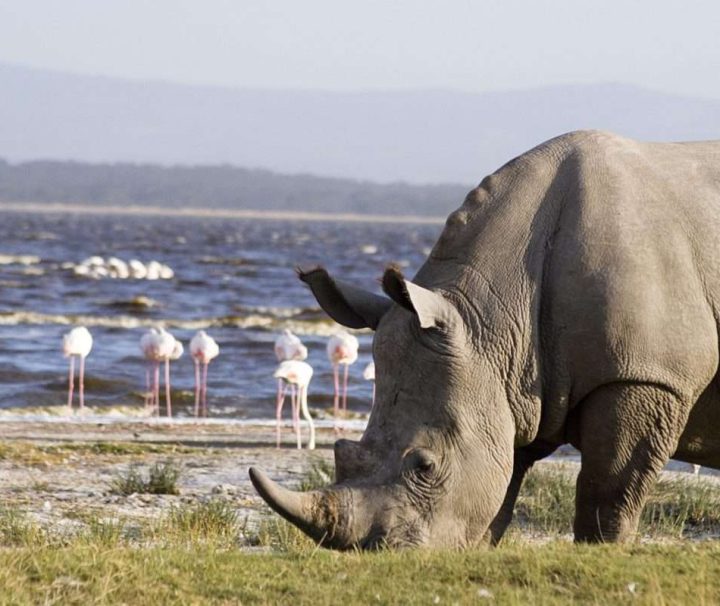 Lake Nakuru Safari