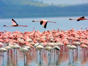 Lake Nakuru Safari