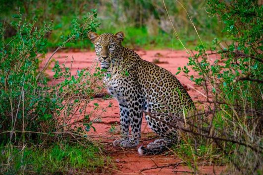 Tsavo East Safari