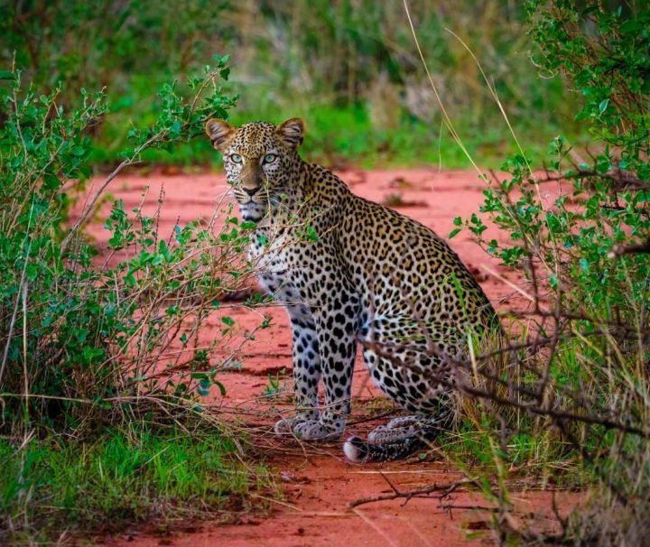 Tsavo East Safari