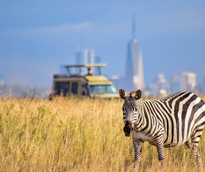 Nairobi national Park Safari