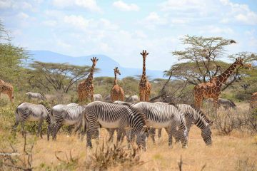 6 days Kenya Wildlife Safari