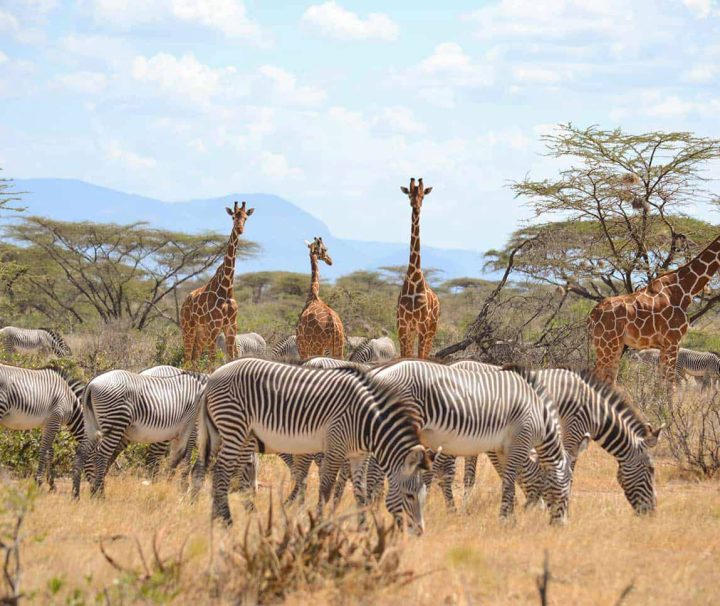 6 days Kenya Wildlife Safari