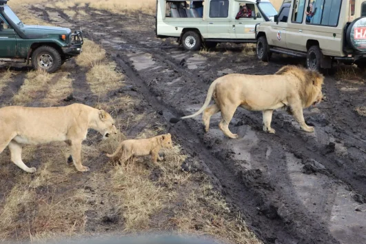 Maasai Mara Safari