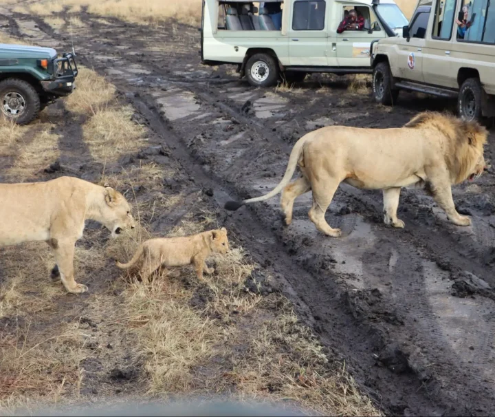 Maasai Mara Safari