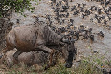 Serengeti safari