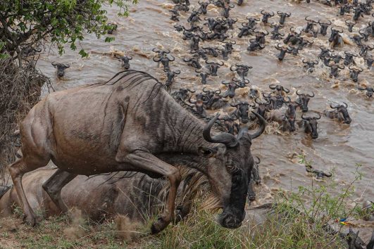 Serengeti safari