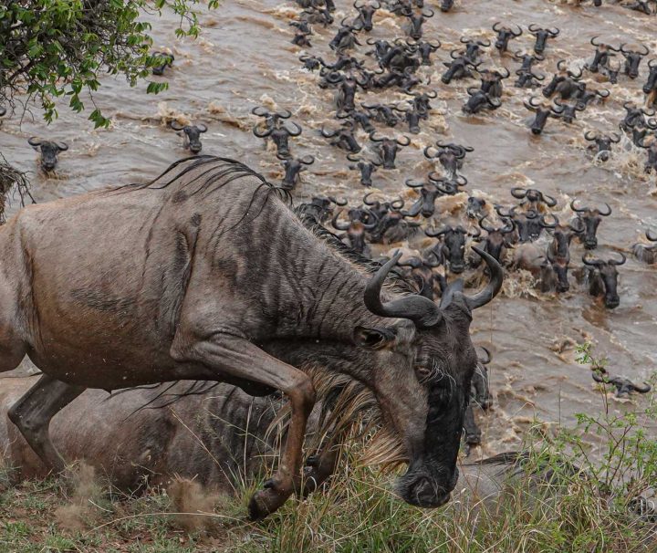 Serengeti safari