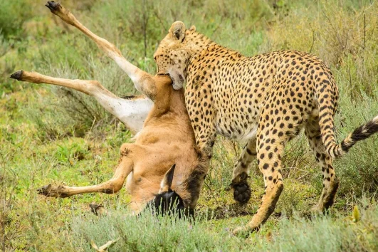 Serengeti safari