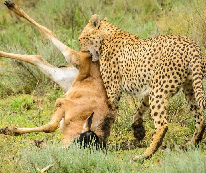 Serengeti safari