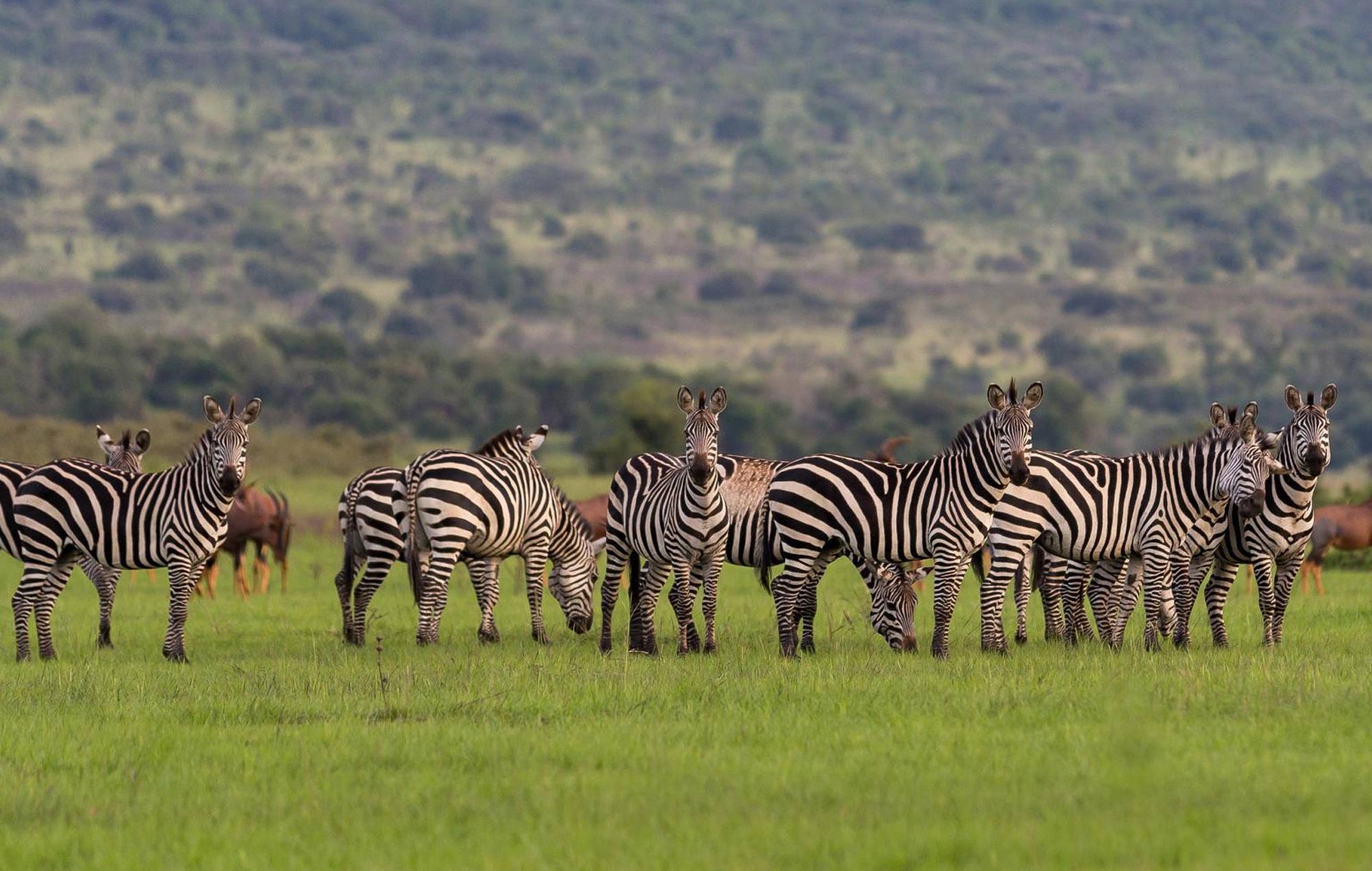 3 days Akagera National Park safari in Rwanda