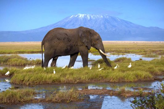 Amboseli Safari