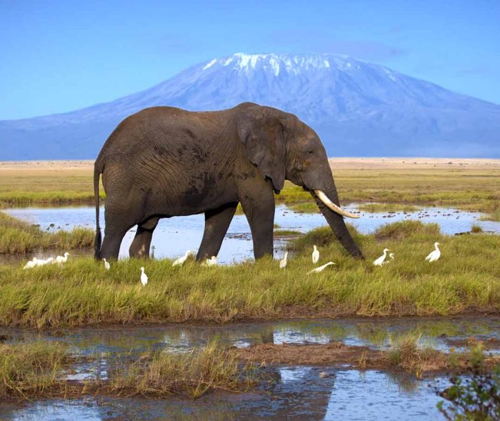 Amboseli Safari