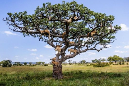 Lake Manyara Safari