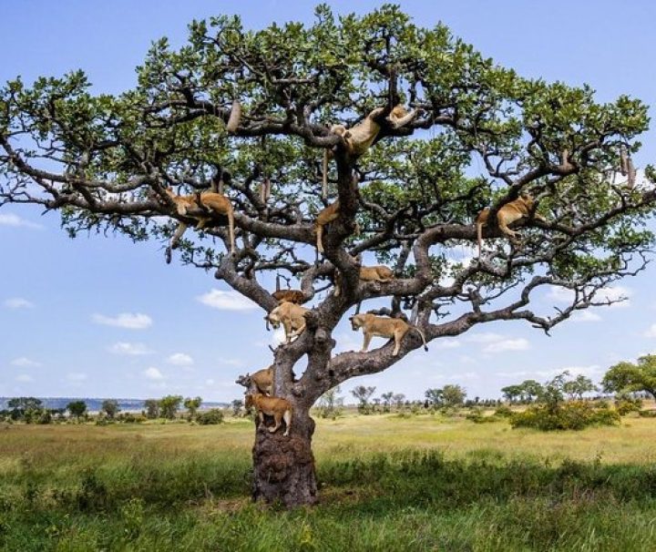 Lake Manyara Safari