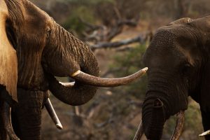 Amboseli Safari