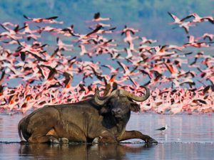 Lake Nakuru Safari