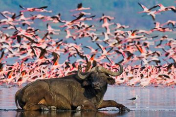 Lake Nakuru Safari