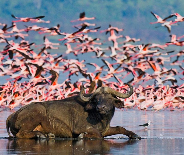 Lake Nakuru Safari