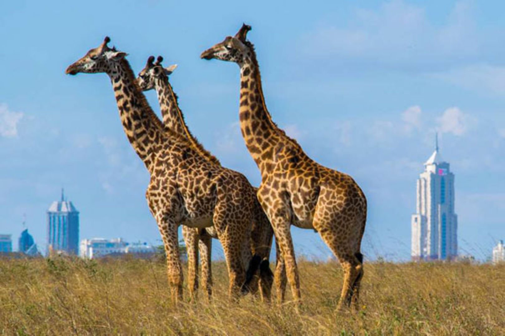 6-Day Safari in Kenya, Nairobi, Maasai Mara & Amboseli National Park