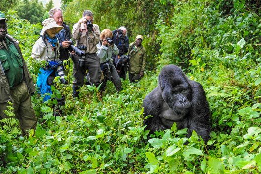 3 days Rwanda Gorilla Tour