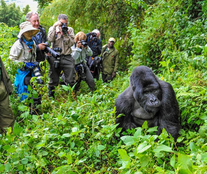 3 days Rwanda Gorilla Tour